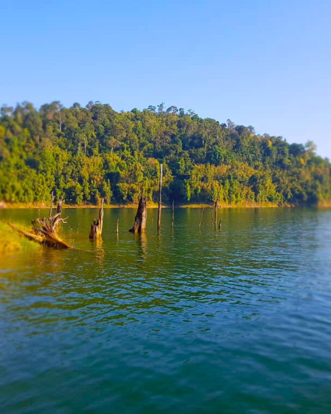 Pemandangan tasik dan hutan Royal Belum