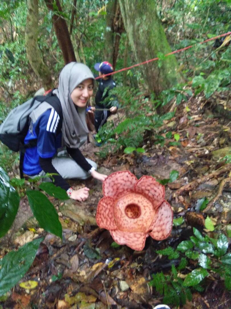 Pengunjung melihat bunga Rafflesia di hutan Royal Belum
